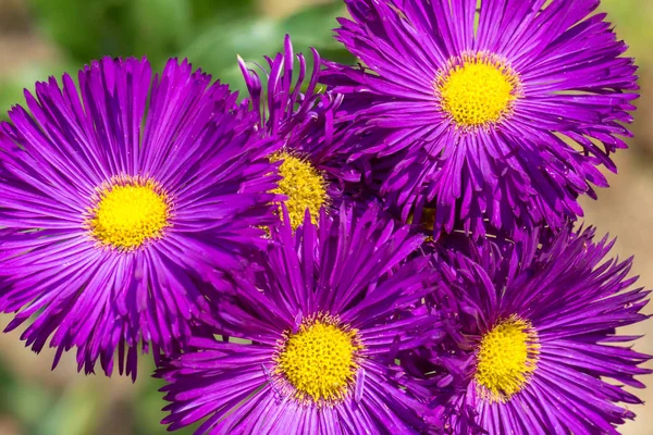 Aster amellus, az Európai Mihálynapi-százszorszép. — Stock Fotó