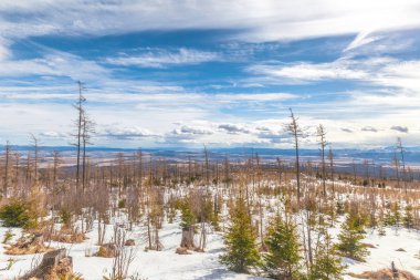 Rüzgar felaket tarafından etkilenen orman ile manzara.