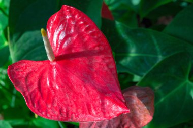 Anthurium, flamingo kırmızı çiçek.