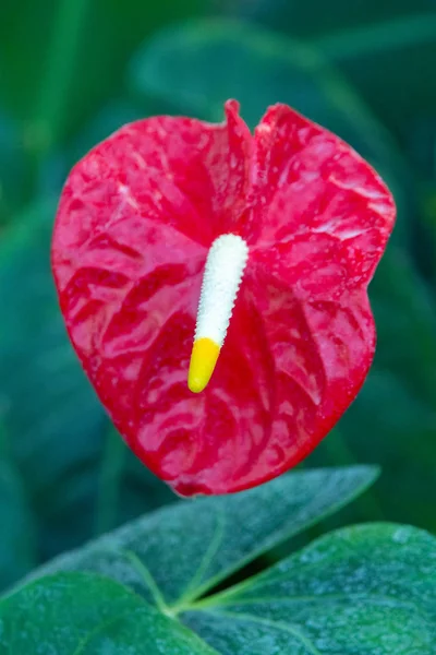 Anthurium, flamingó piros virág. — Stock Fotó