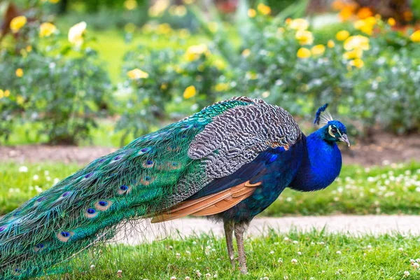 Güzel bir kanatlı peacock. — Stok fotoğraf