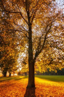 Bir sonbahar parkında düşmüş renkli yaprakları ile Ağaçlar.