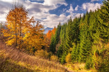 Mala Fatra milli parkında sonbahar manzarası, Slovakya.