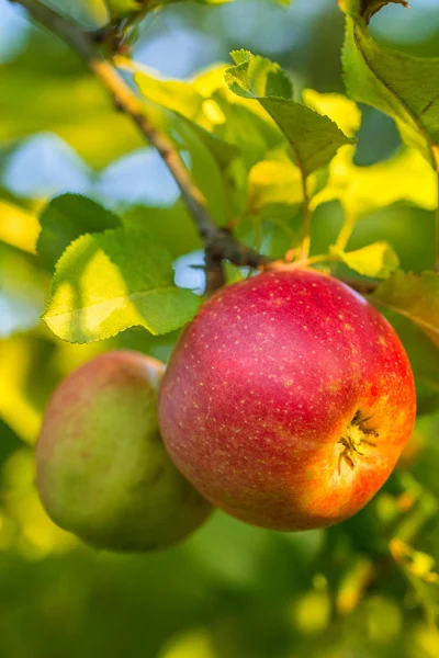 Ein reifer roter Apfel auf einem Baum. — Stockfoto