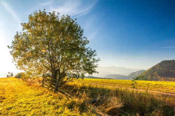 Őszi táj fa, napkelte egy reggel. — Stock Fotó