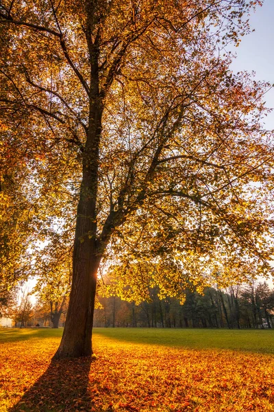 Árboles con hojas caídas de color en un parque de otoño . — Foto de Stock