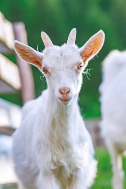 Kameraya bakan bir keçi.