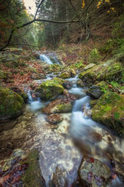 Şelale bir orman, Mala Fatra Ulusal Park.