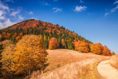 Mala Fatra milli parkında sonbahar manzarası, Slovakya.