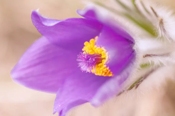 Purple Pulsatilla grandis, pasque flower. — Stock Photo, Image