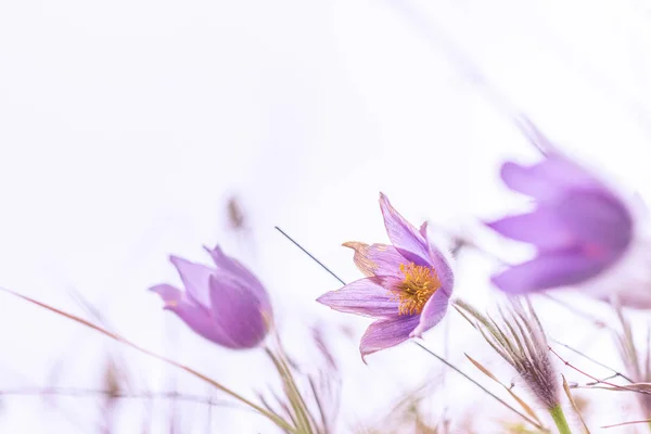 Lila Pulsatilla grandis, Pasque blommor. — Stockfoto