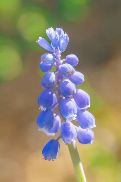 ムスカリ - ブドウヒヤシンスの花. — ストック写真