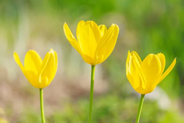 Floraison de trois tulipes jaunes .. — Photo