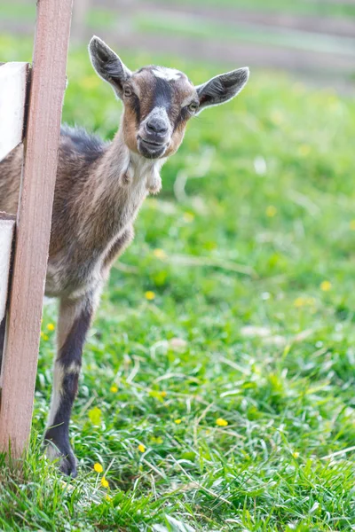 Una cabra con una mirada a la cámara . — Foto de Stock