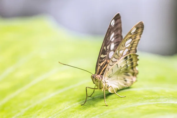 Mariposa tropical exótica . — Foto de Stock