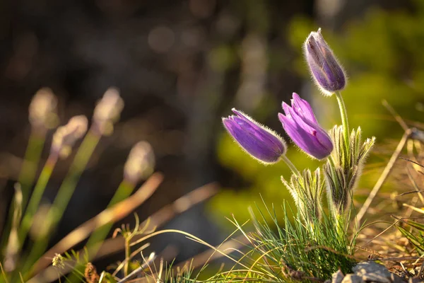 Pulsatilla grandis violet, fleur pasque . — Photo