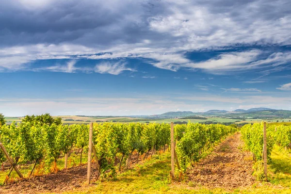 Un champ de vignes dans un paysage ensoleillé d'été avec un ciel bleu . — Photo