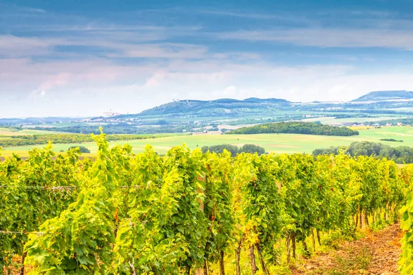 Un champ de vignes dans un paysage ensoleillé d'été avec un ciel bleu . — Photo