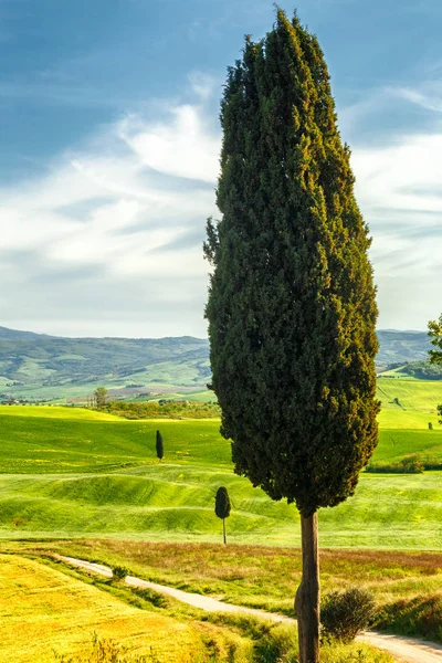 Landskap med cypressträd. — Stockfoto