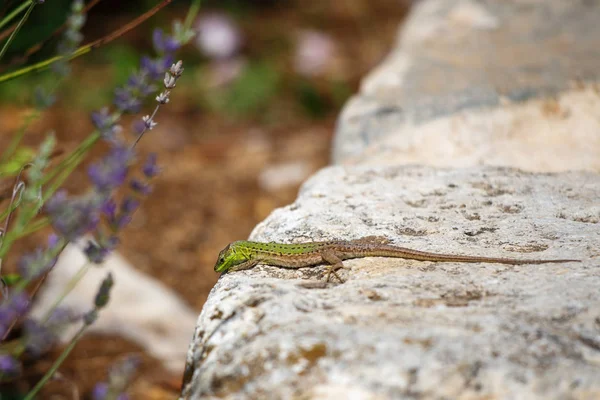 Un lagarto buscando una salida de un muro de piedra . —  Fotos de Stock