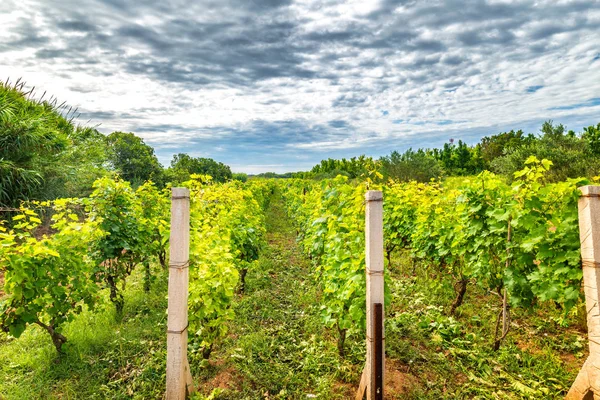 Un domaine viticole dans un paysage estival . — Photo