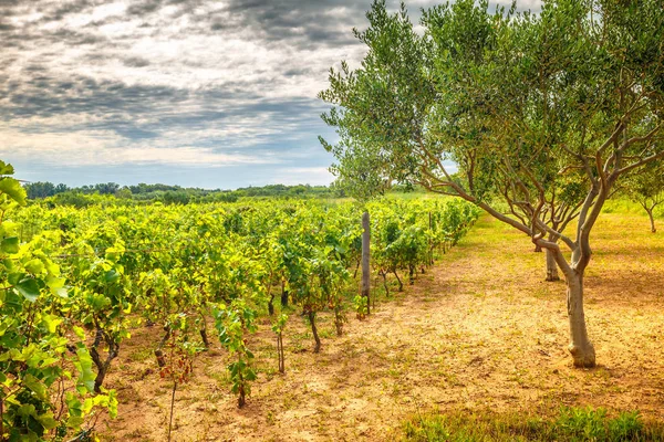 Un domaine viticole avec oliveraie dans un paysage estival . — Photo