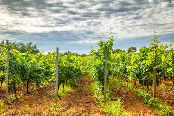 Un domaine viticole dans un paysage estival . — Photo