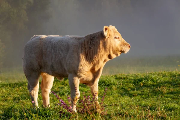 วัวหนุ่มบนทุ่งหญ้า . — ภาพถ่ายสต็อก