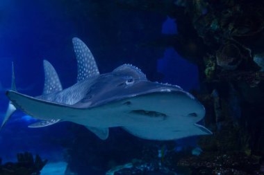 Köpekbalığı ışını (Latince adı Rhina ancylostoma).