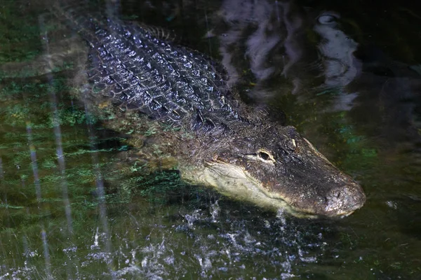 L'alligator américain, un grand reptile crocodilien . — Photo