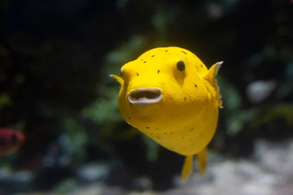 Den gula boxfish. — Stockfoto