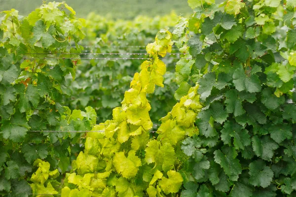 Vignoble verger, fond formé de feuilles vert-jaune . — Photo