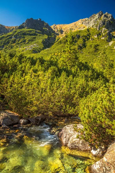 Horská krajina s potokem na podzim. — Stock fotografie