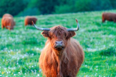 İskoçya sığırları, otlakta sürüsü olan inekler..