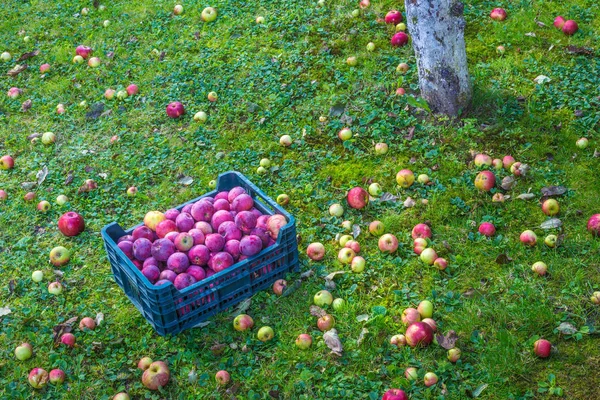 Box mit geernteten Äpfeln im Garten. — Stockfoto
