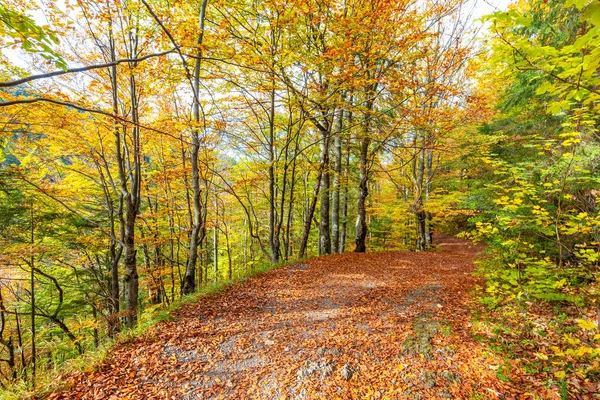 Gångväg med färgglada blad i en höstskog. — Stockfoto