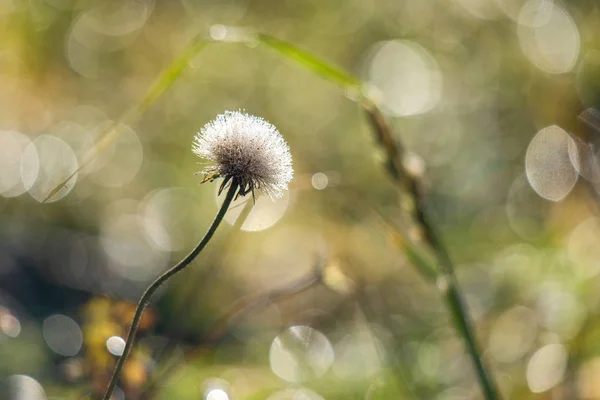 Bílá květina na rozostřené pozadí. — Stock fotografie