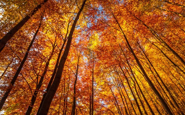 秋の落葉樹林. — ストック写真