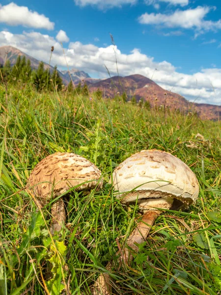 寄生蘑菇（latin name Macrolepiota procera）). — 图库照片