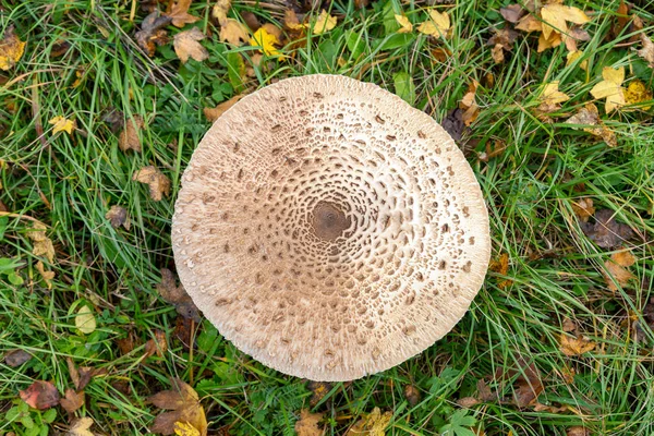 寄生蘑菇（latin name Macrolepiota procera）). — 图库照片