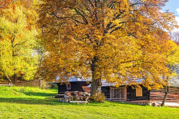 Herfst landschap met oranje gekleurde boom en houten huisjes. — Stockfoto