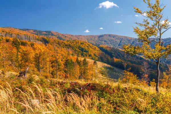 紅葉の森と山の風景. — ストック写真