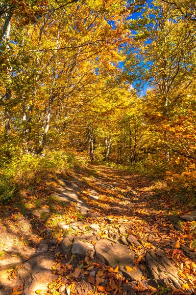 Passarela na floresta de bétula nas cores do outono . — Fotografia de Stock