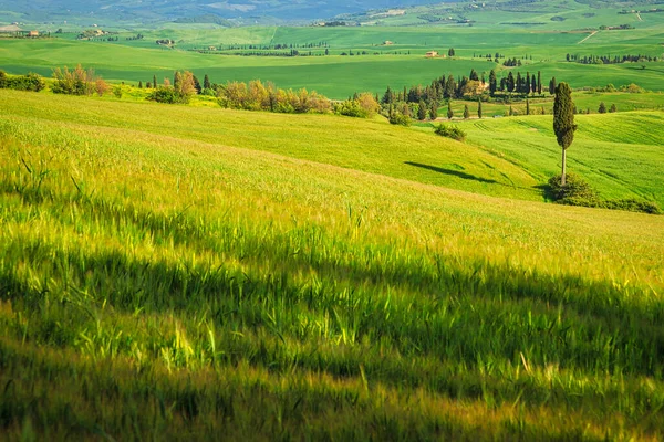 Tájkép Ciprusokkal Val Orcia Régióban Toszkánában Olaszországban — Stock Fotó