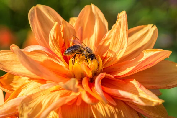 Eine Honigbiene Bestäubt Eine Gelbe Dahlienblüte Detail Der Makroansicht — Stockfoto