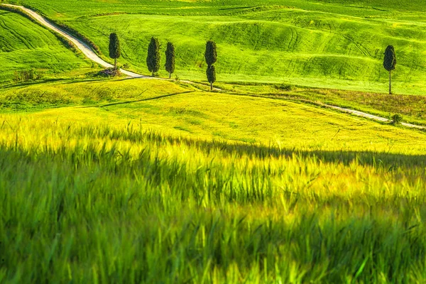 Paisaje Con Camino Bordeado Cipreses Cerca Ciudad Pienza Val Orcia —  Fotos de Stock