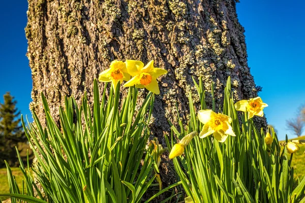 Narcissus bir ağaç gövdesinin yanında çiçek açıyor..