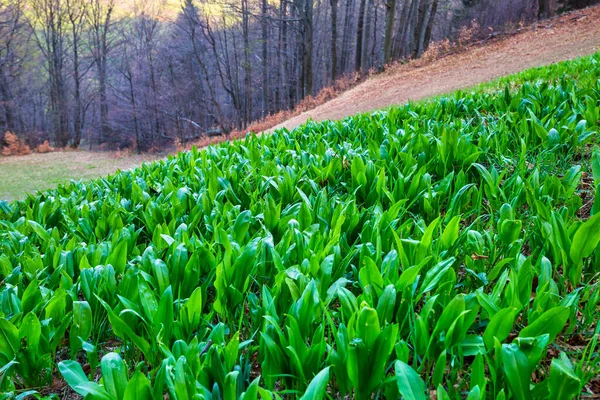 Fokhagyma Erdőben Latin Neve Allium Ursinum Más Néven Ramsons — Stock Fotó