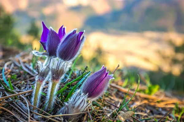 Pulsatilla Grandis Větší Pasque Květiny Fialové Květy Rozmazaném Pozadí Jarním — Stock fotografie