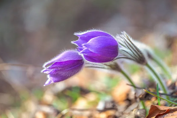 Pulsatilla Grandis Větší Pasque Květiny Fialové Květy Rozmazaném Pozadí Jarním — Stock fotografie